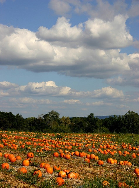 Pumpkin patch hayden alabama